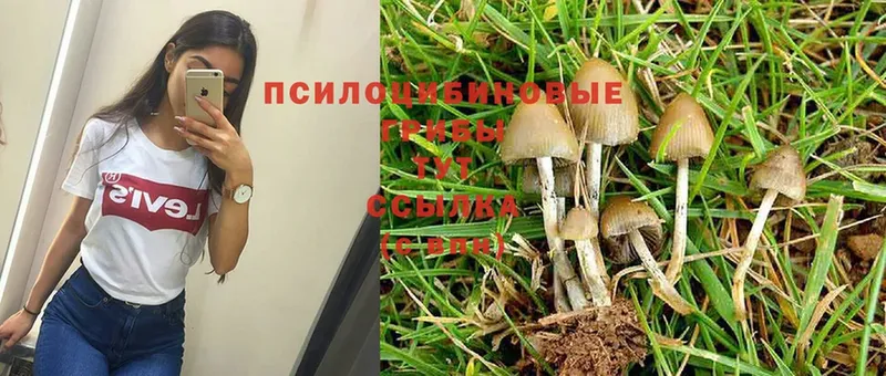 Псилоцибиновые грибы Magic Shrooms  наркошоп  Менделеевск 